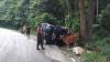 Kecelakaan di Kolaka Utara, Pikap Tabrak Pohon hingga Nyaris Jatuh ke Jurang