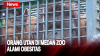 Alami Obesitas, 1 Orang Utan di Medan Zoo Dievakuasi 