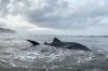 Hiu Tutul Terdampar di Pantai Parangtritis, Bangkai Belum Dievakuasi