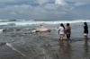 Hiu Tutul Terdampar di Pantai Parangtritis, Bangkai Belum Dievakuasi - Bagian 2
