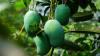 Sukabumi Panen Raya Buah Mangga, Harga Anjlok hingga Rp2.000-4.000 per Kg