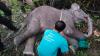 Anak Gajah di Taman Nasional Tesso Nilo Riau Mati, Diduga akibat Jeratan Pemburu