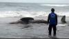  Terseret Gelombang Tinggi, Hiu Tutul Mati Terdampar di Pantai Wagir Indah Cilacap