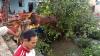 Pohon Nangka Besar Tumbang Timpa Warung di KBB, Begini Kondisi Pemiliknya