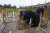 Sambut Hari Pohon Sedunia, BPKH Tanam Ratusan Mangrove - Bagian 2