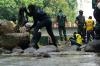 Terjun Langsung, Danramil 06-01/Bogor Tengah Pimpin Kerja Bakti di Sungai Cilibende - Bagian 2