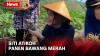 Siti Atikoh Panen Bawang Merah, Harap Petani di Bantul Sejahtera