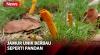 Viral! Temuan Jamur Langka Berbentuk Unik di Lamongan Berbau Seperti Pandan