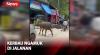 Lepas dari Kandang, Kerbau Mengamuk di Jalan Bikin Panik Warga dan Seruduk Sejumlah Pemotor