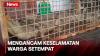 Bikin Heboh, Warga Berhasil Tangkap Buaya Muara 2,5 Meter yang sering Muncul di Sungai Cisanggoma