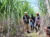Ganjar Disambut Antusias Petani saat Tinjau Kebun Tebu di Nganjuk - Bagian 2