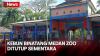 Wali Kota Medan Bobby Nasution akan Tutup Medan Zoo Sementara, Ini Alasannya 