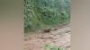 Banjir Lahar Gunung Semeru, Seorang Operator Alat Berat Tewas Terseret Arus
