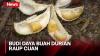 5 Tahun Budi Daya Buah Durian, Petani Ini Raup Omzet Jutaan Rupiah