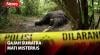 Gajah Sumatra Ditemukan Mati Misterius di Perkebunan Warga di Aceh