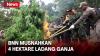 Musnahkan 4 Hektare Ladang Ganja di Aceh Besar, BNN: Berawal dari Temuan 200 Kg Ganja