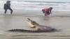 Warga Tangkap Buaya 3 Meter di Bangka Barat