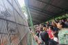 Taman Margasatwa Ragunan Ramai saat Libur Hari Kedua Lebaran 2024 - Bagian 2
