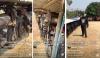 Viral Puluhan Motor Langka Yamaha RX-Z Jadi Pagar Rumah, Biker Auto Nangis