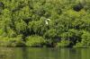 Mengunjungi Taman Wisata Alam Mangrove Angke Kapuk - Bagian 2