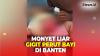 Bayi di Banten Diserang Monyet Liar, Perutnya Digigit hingga Usus Terburai