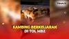 Viral Mobil Pikap Kecelakaan, Belasan Kambing Keluar Berkeliaran di Tol MBZ
