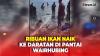 Fenomena Alam, Ribuan Ikan Naik ke Daratan di Pantai Wairhubing Sikka