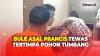 Bule Asal Prancis Tewas Tertimpa Pohon Tumbang di Padang