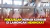 Jelang Idul Adha, Penjualan Hewan Kurban di Lamongan Meningkat