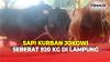 Penampakan Sapi Kurban Jokowi yang Berbobot 920 Kg di Lampung