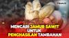 Bisa Diolah sebagai Makanan, Warga Bangka Ramai Mencari Jamur Sawit untuk Penghasilan Tambahan