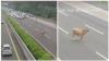 Viral Sapi Lepas di Tol Jagorawi Jelang Idul Adha, Auto Macet Panjang