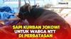 Warga di Perbatasan NTT-Timor Leste dapat Sapi Kurban dari Jokowi, Bobotnya Hampir 1 Ton