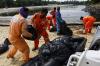Pantai Pulau Sentosa Singapura Berubah Jadi Hitam akibat Tumpahan 400 Ton Minyak - Bagian 6