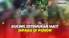 Keji! Kucing Dipaku di Pohon, Pelaku Ditetapkan Tersangka