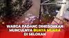 Warga Padang Heboh dengan Munculnya Buaya Muara di Selokan