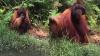 Viral Orang Utan Berukuran Besar Minta Makan ke Warga, Netizen: Sedih Liatnya 