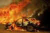 Api Menyebar Cepat! Hewan-Hewan Terjebak di Tengah Kebakaran Hutan California - Bagian 4