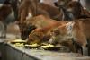 Anjing-Anjing Liar Bikin Pusing Erdogan