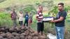 Cerita Petani Porang di NTT Raup Miliaran, Pembeli Datang Langsung Bawa Uang Satu Koper