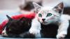 Hari Kucing Sedunia Jatuh pada 8 Agustus, Begini Maknanya