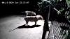 Viral Rekaman CCTV 2 Anjing dan 2 Singa Hampir Berkelahi dekat Kandang Sapi Warga