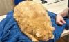 Kasihan! Kucing Oyen Ini Tak Bisa Berjalan akibat Kegemukan, Beratnya 17 Kg
