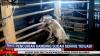 Aksi Pencurian Hewan Ternak Kambing di Bogor Terekam CCTV