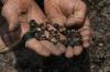 Derita Petani usai Puluhan Hektare Kebun Kopi Hangus Dilalap Api - Bagian 2