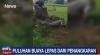 Video Detik-Detik Warga Evakuasi 2 Buaya Berukuran 3 Meter Lepas dari Penangkaran