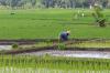 Pemerintah Targetkan Cetak 3 Juta Hektare Sawah untuk Swasembada Pangan - Bagian 3