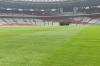 Rumput Stadion GBK Mulus Jelang Laga Timnas Indonesia vs Jepang dan Arab Saudi