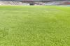 Rumput Stadion GBK Mulus Jelang Laga Timnas Indonesia vs Jepang dan Arab Saudi - Bagian 3
