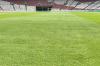 Rumput Stadion GBK Mulus Jelang Laga Timnas Indonesia vs Jepang dan Arab Saudi - Bagian 2